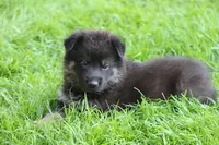 Gunnar, a male German Shepherd Dog for sale in Beulaville, NC – Photo 7 of 10