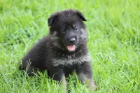 Gunnar, a male German Shepherd Dog for sale in Beulaville, NC – Photo 9 of 10