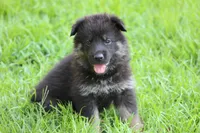 Gunnar, a male German Shepherd Dog for sale in Beulaville, NC – Photo 3 of 10