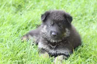 Gunnar, a male German Shepherd Dog for sale in Beulaville, NC – Photo 10 of 10