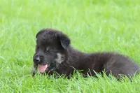 Gunnar, a male German Shepherd Dog for sale in Beulaville, NC – Photo 2 of 10