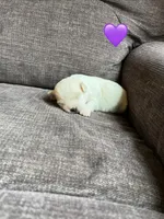 Puppy 5, a female Shichon for sale in Barron, WI – 2 of 3