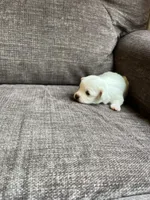 Puppy 8, a female Shichon for sale in Barron, WI – 3 of 3