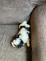 Puppy 2, a male Shichon for sale in Barron, WI – 3 of 3
