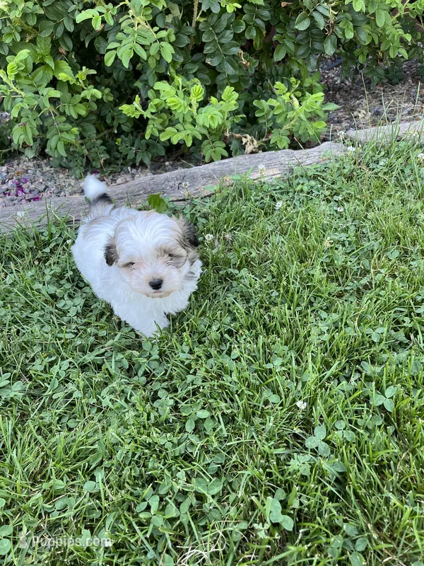 Puppy 1 – Shichon puppy for sale in Barron, WI