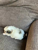 Puppy 1, a male Shichon for sale in Barron, WI – 3 of 3