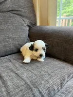 Puppy 1, a male Shichon for sale in Barron, WI – 2 of 3