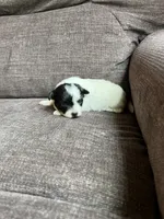 Puppy 7, a female Shichon for sale in Barron, WI – 2 of 3