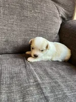 Puppy 6, a female Shichon for sale in Barron, WI – 2 of 3
