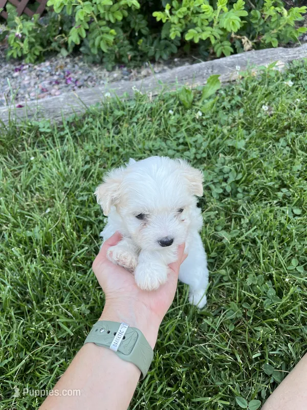 Puppy 4 – Shichon puppy for sale in Barron, WI