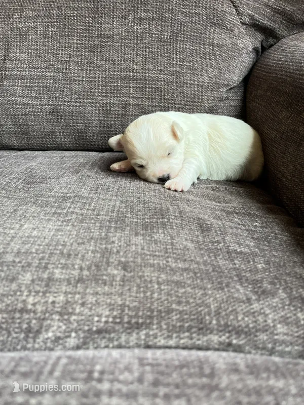 Puppy 5 – Shichon puppy for sale in Barron, WI