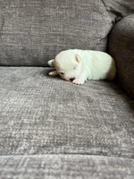 Puppy 5, a female Shichon for sale in Barron, WI – 1 of 3