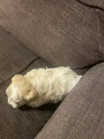 processed/a7f6d070-aa8f-47ae-83ac-0bbec92ba28d/listing/4789f8a5-b778-4ec8-bf52-a37e13ca109c/41eecf7e-d942-44ad-ad70-85b94c9b2ede