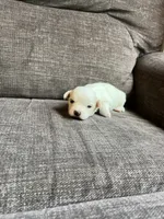 Puppy 3, a male Shichon for sale in Barron, WI – 2 of 4