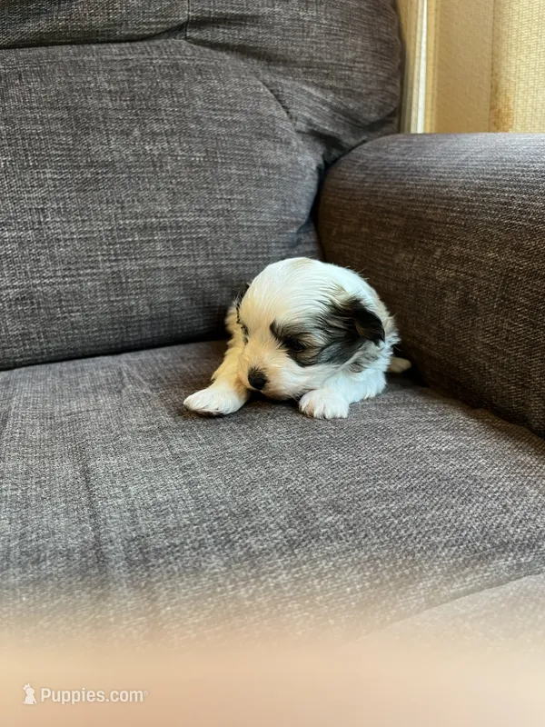 Puppy 1 – Shichon puppy for sale in Barron, WI