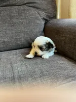 Puppy 1, a male Shichon for sale in Barron, WI – 1 of 3