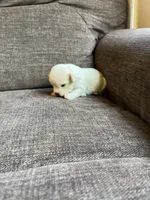 Puppy 3, a male Shichon for sale in Barron, WI – 3 of 4