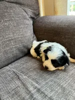 Puppy 2, a male Shichon for sale in Barron, WI – 2 of 3