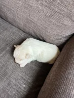 Puppy 5, a female Shichon for sale in Barron, WI – 3 of 3