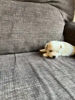 Puppy 6, a female Shichon for sale in Barron, WI – 3 of 3
