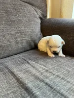 Puppy 4, a male Shichon for sale in Barron, WI – 2 of 3