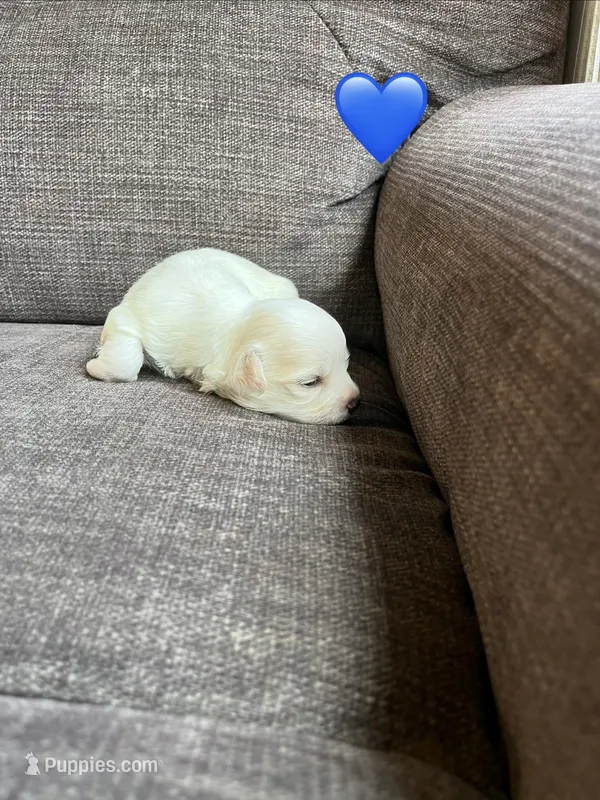 Puppy 3 – Shichon puppy for sale in Barron, WI