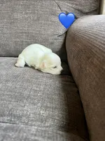 Puppy 3, a male Shichon for sale in Barron, WI – 1 of 4