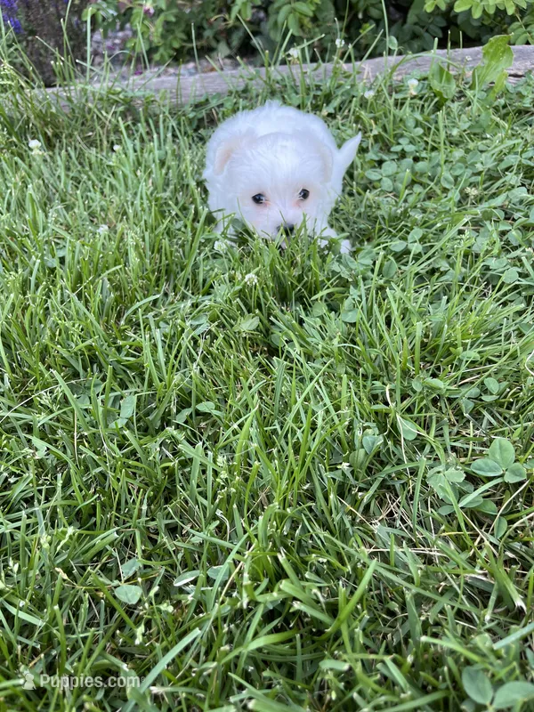 Puppy 8 – Shichon puppy on hold in Barron, WI