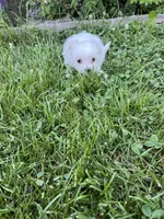 Puppy 8, a female Shichon for sale in Barron, WI – 1 of 4