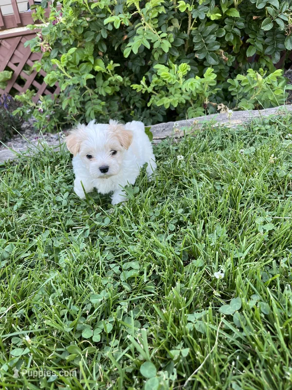 Puppy 6 – Shichon puppy on hold in Barron, WI