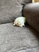 Puppy 8, a female Shichon for sale in Barron, WI – 2 of 3