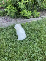 Puppy 8, a female Shichon for sale in Barron, WI – 3 of 4