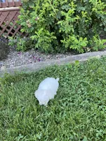 Puppy 8, a female Shichon for sale in Barron, WI – 4 of 4