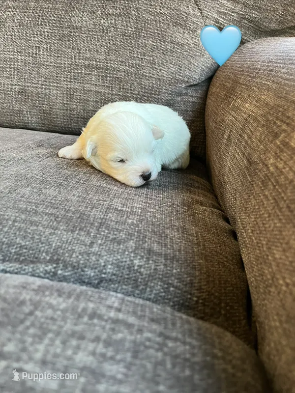 Puppy 4 – Shichon puppy for sale in Barron, WI