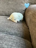 Puppy 4, a male Shichon for sale in Barron, WI – 1 of 3