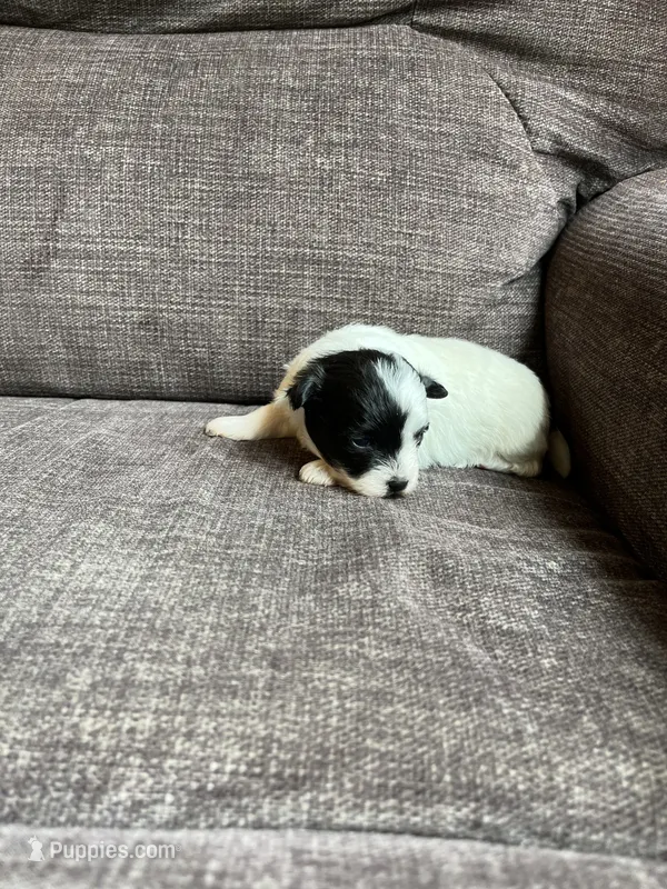 Puppy 7 – Shichon puppy for sale in Barron, WI