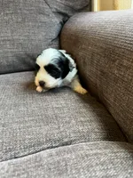 Puppy 2, a male Shichon for sale in Barron, WI – 1 of 3