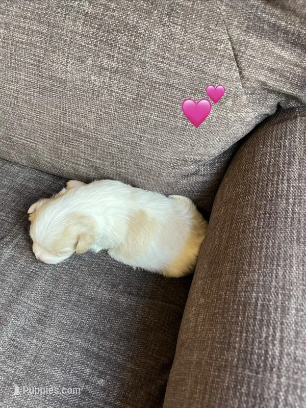 Puppy 6 – Shichon puppy for sale in Barron, WI