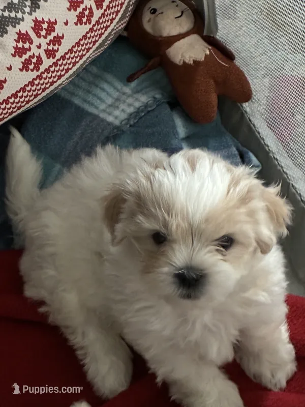 Louie , a male Shichon for sale in Fort Dodge, IA – 1 of 1