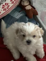 Louie , a male Shichon for sale in Fort Dodge, IA – 1 of 1