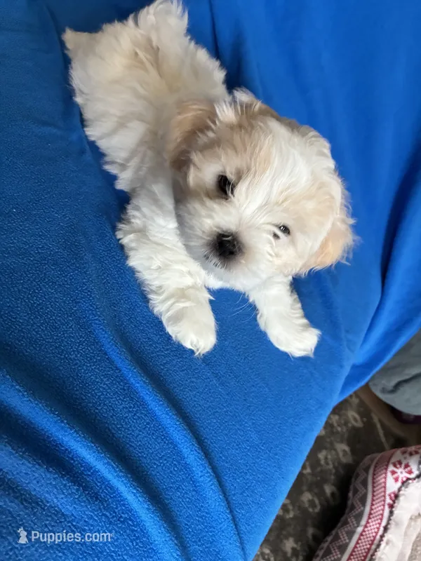 Luna – Shichon puppy for sale in Fort Dodge, IA