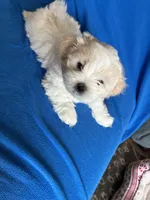 Luna, a female Shichon for sale in Fort Dodge, IA – 1 of 1