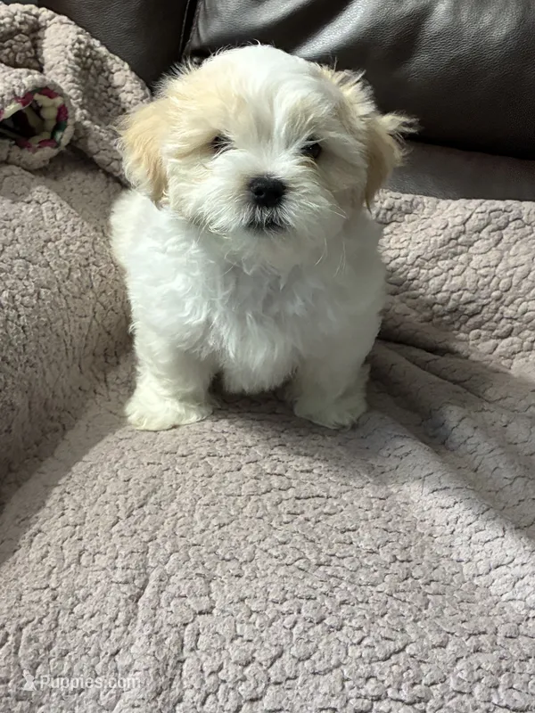 Louie  – Shichon puppy for sale in Fort Dodge, IA