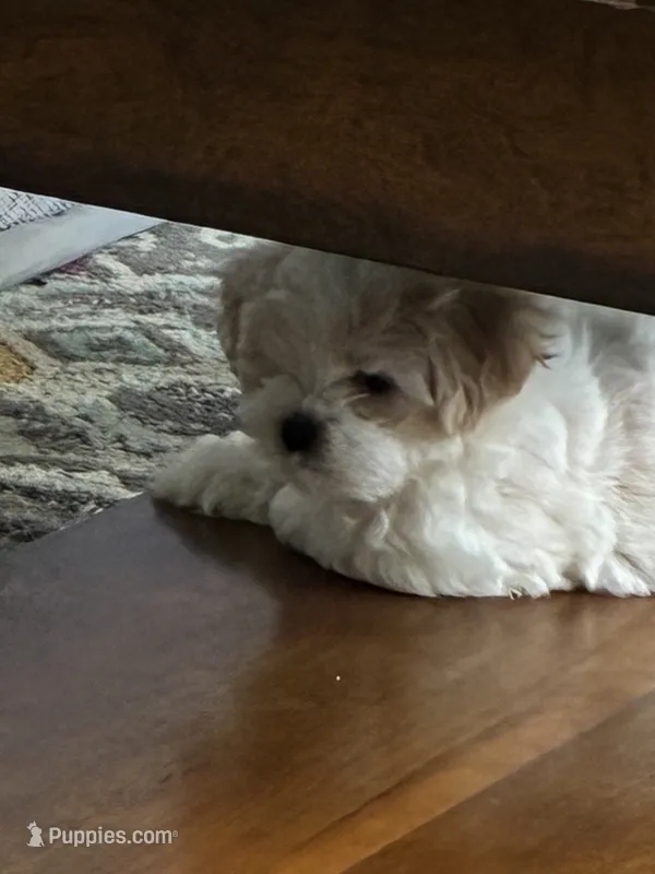 Louie  – Shichon puppy for sale in Fort Dodge, IA