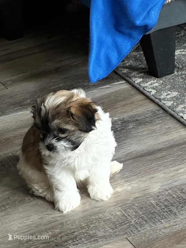Sadie , a female Shichon for sale in Fort Dodge, IA – 1 of 1