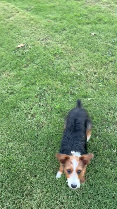Aussie, a male Fox Terrier and Yorkshire Terrier for sale in Huntsville, AL – 4 of 5