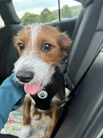 Aussie, a male Fox Terrier and Yorkshire Terrier for sale in Huntsville, AL – 1 of 5