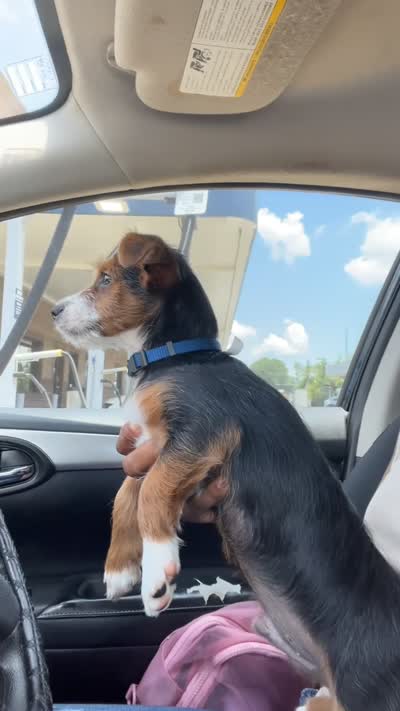 Aussie, a male Fox Terrier and Yorkshire Terrier for sale in Huntsville, AL – 5 of 5