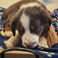 Rudy, a male Australian Shepherd and Miniature American Shepherd for sale in Woodburn, OR – Photo 1 of 5