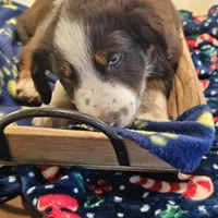 Rudy, a male Australian Shepherd and Miniature American Shepherd for sale in Woodburn, OR – Photo 5 of 5
